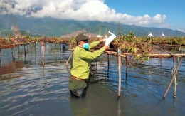 Phá hủy hàng nghìn cạm bẫy, giải cứu chim trời thoát nạn tận diệt