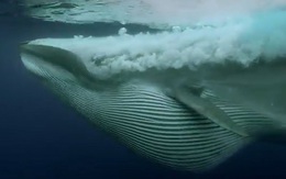 Clip: Cá voi khổng lồ nuốt gọn “đại tiệc” của 5 loài động vật