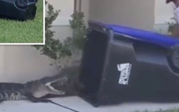 Chàng trai 26 tuổi dùng thùng rác tóm gọn cá sấu khổng lồ
