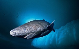 Loài cá mập thọ nhất thế giới: Sống trăm năm mà vẫn chưa đến tuổi dậy thì!