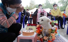 Chú chó dũng cảm cứu chủ nhân gặp nạn và kết quả bất ngờ