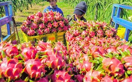 Trung Quốc tạm dừng nhập thanh long Việt Nam, Bộ Công Thương đề nghị tạo thuận lợi