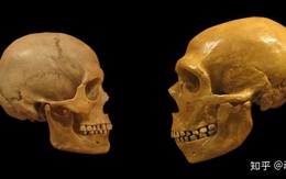 Người Neanderthal có bộ não lớn hơn người Homo sapiens, vậy làm thế nào mà người Homo sapiens đã đánh bại họ?