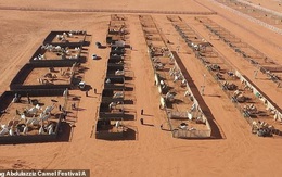 Bên trong spa chăm sóc sắc đẹp cho lạc đà ở Arab Saudi