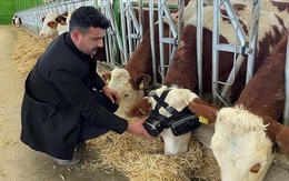 Bắt bò đeo tai nghe VR để lừa chúng thấy đồng cỏ xanh tươi