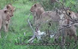 Video: Vô tình lọt giữa bầy sư tử, báo hoa mai nhận cái kết thảm