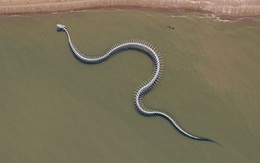 "Sởn da gà" cảnh rắn biển khổng lồ bò trườn trên mặt nước ở Pháp, biết được sự thật dân mạng ai cũng thốt lên: Tuyệt hảo!