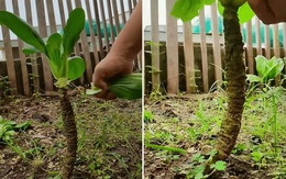 Cây rau cải "cổ thụ" được dân chơi bonsai thi nhau đòi mua, "ngã giá" tiền tỷ nhưng chủ nhân vẫn không chịu bán, lý do là gì?