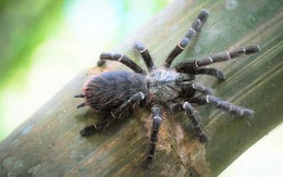 Phát hiện loài nhện khổng lồ Tarantula mới ẩn nấp bên trong thân tre