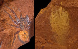 Hóa thạch hiếm và mỏng manh được tìm thấy tại một địa điểm bí mật ở Úc