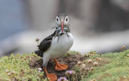 Thế giới sinh động thời Covid-19 dưới góc máy của độc giả tờ The Irish Examiner