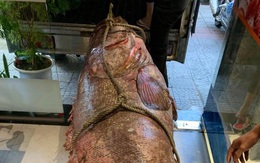 Đà Nẵng: Bắt được cá mú khổng lồ nặng gần 200kg, dài hơn 2m