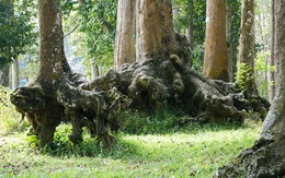 Lạ kỳ những bộ rễ cây khổng lồ tại Trà Vinh