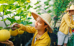 Chàng kiến trúc sư trẻ biến sân thượng thuê trọ thành vườn cây trái sum suê, nổi bật giữa trung tâm Sài Gòn