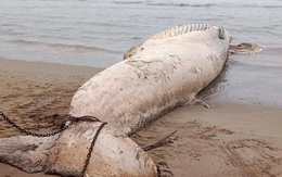 Phát hiện xác cá voi gần 10 tấn trôi dạt vào bờ biển Thanh Hóa