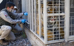 Vườn thú ở Chile tiêm phòng COVID-19 cho sư tử, hổ, báo và đười ươi