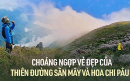 Khám phá những thiên đường săn mây và hoa chi pâu tuyệt đẹp ở vùng Tây Bắc