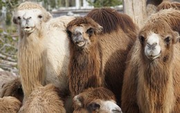 Nghiên cứu mới cho thấy tổ tiên của loài lạc đà có nguồn gốc từ Bắc Mỹ