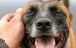 Cưng nựng một chú chó có tác dụng chữa bệnh đối với bộ não