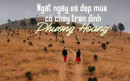 Ngắm mùa cỏ cháy đẹp thơ mộng trên đồi Phượng Hoàng, Quảng Ninh