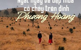 Ngắm mùa cỏ cháy đẹp thơ mộng trên đồi Phượng Hoàng, Quảng Ninh