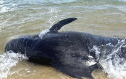 Cá Ông nặng hơn 3 tạ bị mắc cạn tại bờ biển Quảng Ngãi