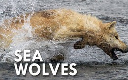 Sói biển: Phân loài độc đáo của sói xám, chỉ ăn hải sản và có thể bơi dưới nước trong nhiều giờ