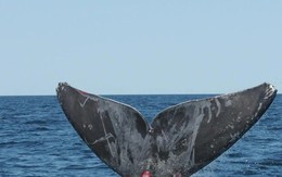 Thêm hàng chục con cá voi bị bệnh và bị thương ở Bắc Đại Tây Dương