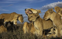 Loài động vật có thể giết chết được sư tử bên ngoài thiên nhiên hoang dã