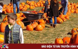 Nông trại bí ngô tự chọn mùa Halloween tại Anh