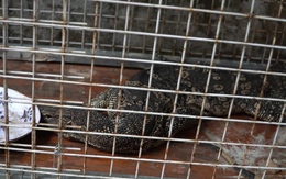 Kỳ đà hoa quý hiếm bò vào nhà dân ở TP.HCM