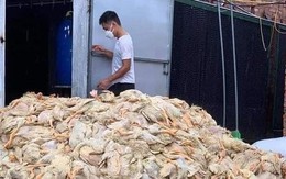 Thông tin 'đàn vịt 6 vạn con mất trắng' do mưa lũ ở Nghệ An là không chính xác