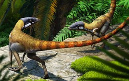 Scleromochlus taylori: Loài bò sát tí hon của kỷ Trias, có họ hàng gần với Pterosaurs