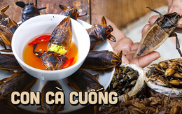 Đặc sản Việt Nam 'hiếm có khó tìm' vì chỉ sống ở vùng đầm lầy, có giá tiền triệu/kg