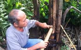 Việt Nam có 1 loại cây lạ có thể uống trực tiếp từ thân cây, gây nghiện