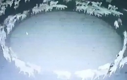 Video bí ẩn bầy cừu đi theo vòng tròn liên tục hơn 12 ngày đêm