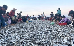 Quăng mẻ lưới 'trúng đậm' hàng tấn cá, ngư dân thu trên chục triệu đồng