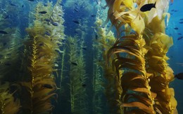 Australia phục hồi rừng tảo bẹ khổng lồ đang dần bị biến mất