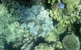 Báo động tình trạng san hô chết dần ở Địa Trung Hải do nắng nóng
