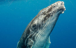 Ăn phải 10 triệu mảnh vi nhựa mỗi ngày, số phận của những chú cá voi lớn nhất thế giới sẽ đi về đâu?