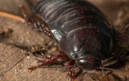 Loài gián bị 'tuyệt chủng' hơn 80 năm xuất hiện trở lại