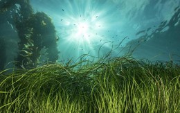 Phát hiện rừng cỏ biển lớn nhất thế giới