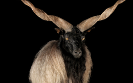 Cừu Racka có bộ lông siêu dày và cặp sừng xoắn ốc kỳ lạ