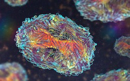 Một dịch bệnh khác lan toàn cầu theo đúng cách hiểm hóc của COVID-19