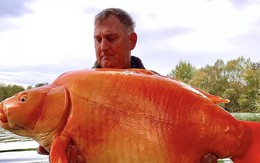 Câu được cá vàng khổng lồ nặng 30kg