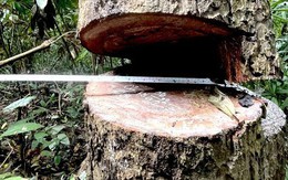 Vụ phá rừng khủng khiếp ở Kon Tum: Chủ tịch huyện xin rút kinh nghiệm