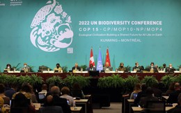 COP15: Thêm 6 nước cam kết tăng hỗ trợ tài chính để bảo tồn hệ sinh thái