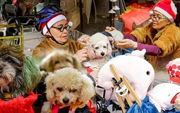 Câu chuyện đáng yêu mùa Noel này: Bà lão 71 tuổi và chiếc xe chở 13 chú cún khắp đường phố Hà Nội