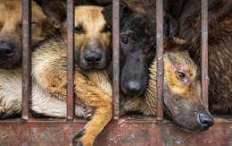 Nguy cơ cho sức khỏe từ việc giết mổ, tiêu thụ thịt chó, mèo không rõ nguồn gốc