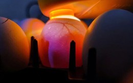 Israel đạt đột phá trong công nghệ về trứng gà